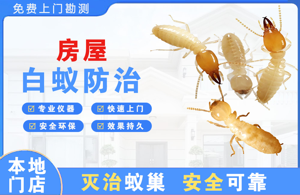 北塘房屋白蚁防治